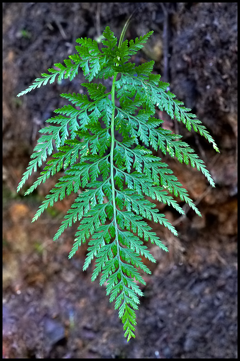 Asplenium onopteris?